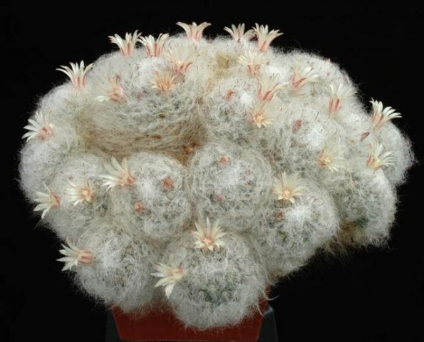 Mammillaria_sinistrohamata